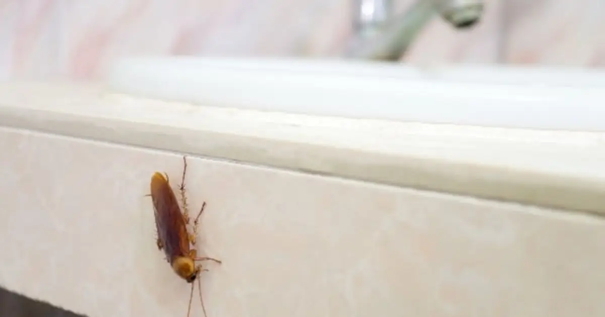 Common Pest Entry Points