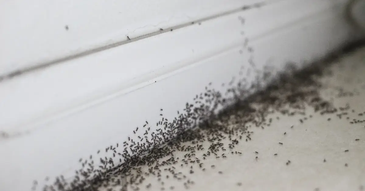 Common kitchen habits attracting ants