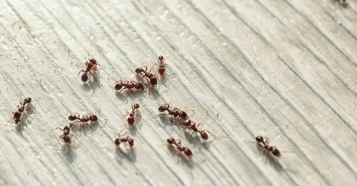 Common kitchen habits attracting ants