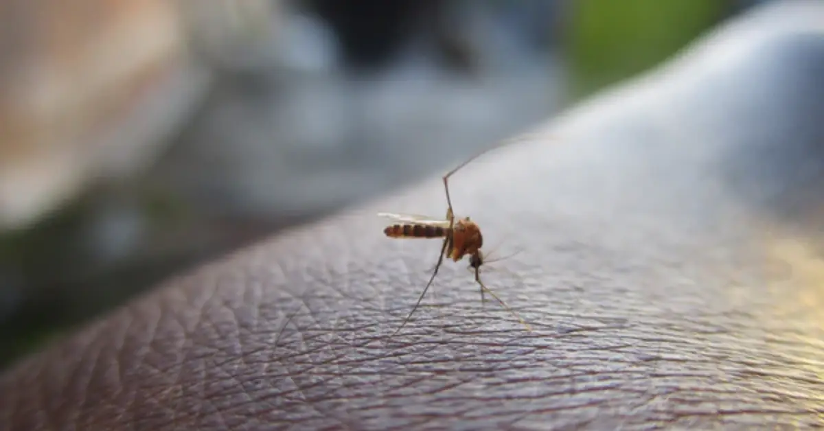 DIY Mosquito Traps