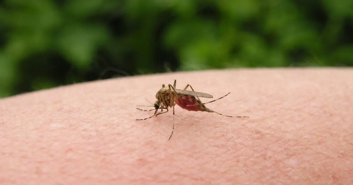 DIY Mosquito Traps
