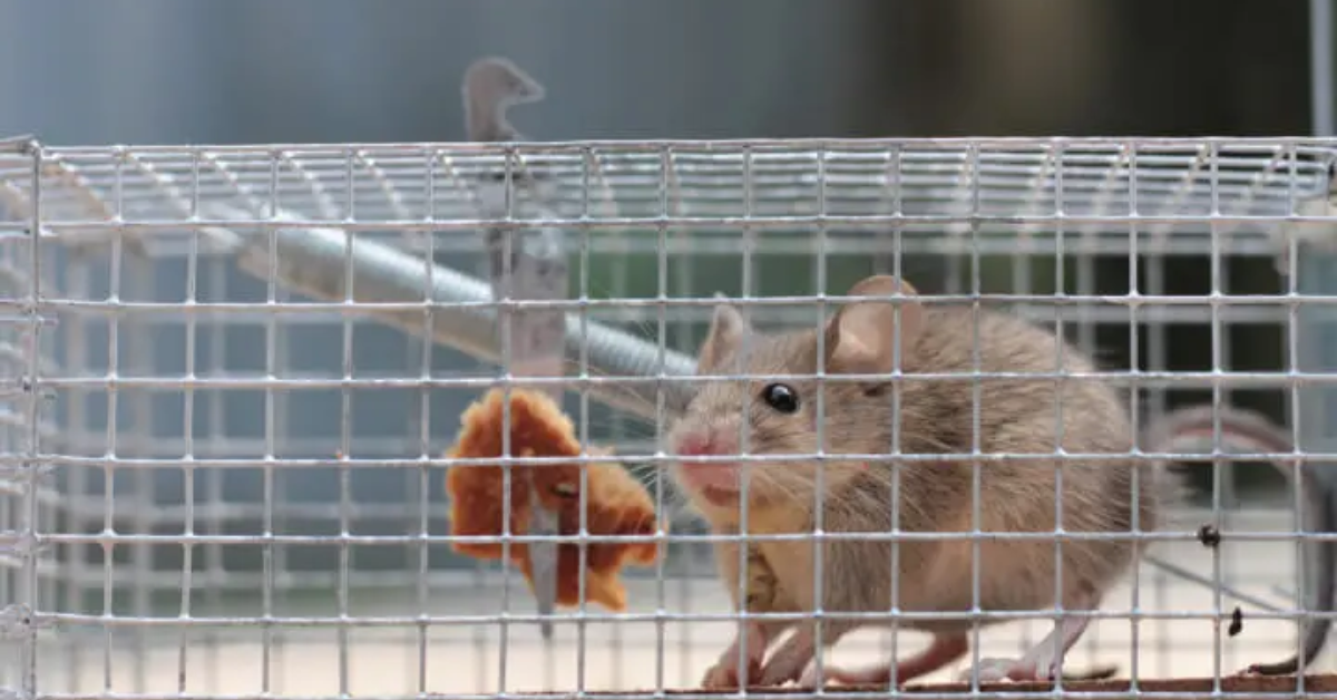 How to keep pests out in fall