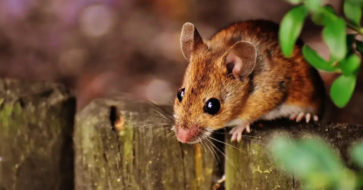 How to stop mice in your home