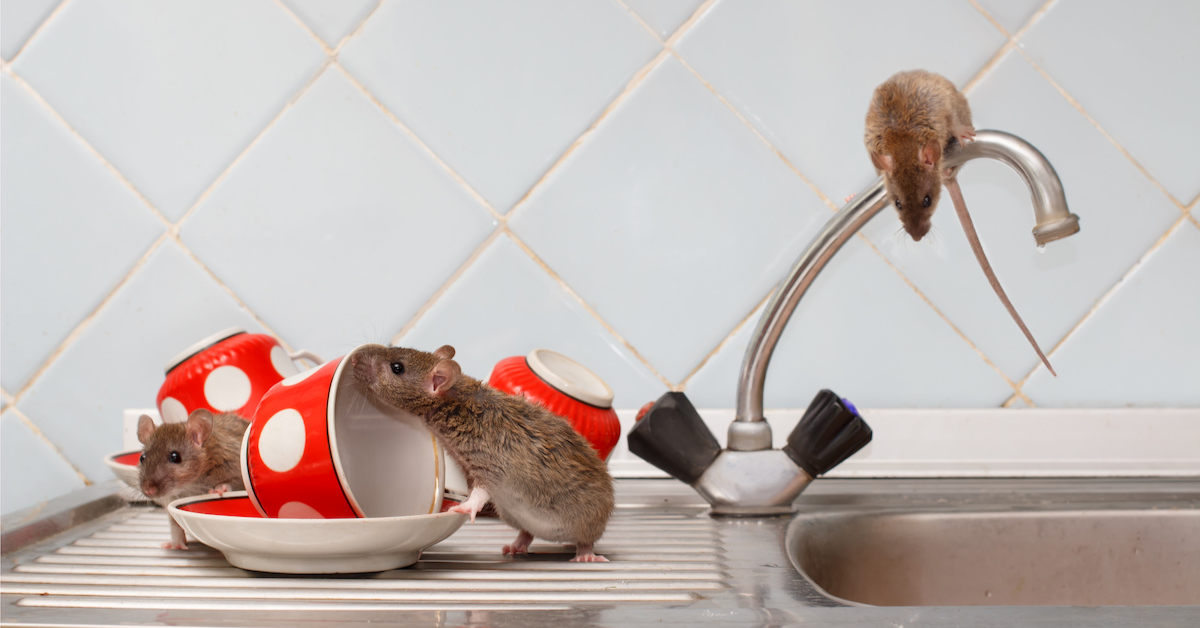 Nightly kitchen cleaning routine