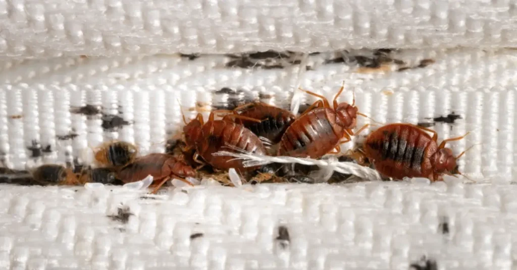 bad habits that bring bugs