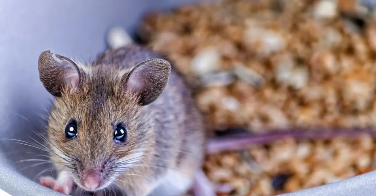 cleaning habits that attract mice