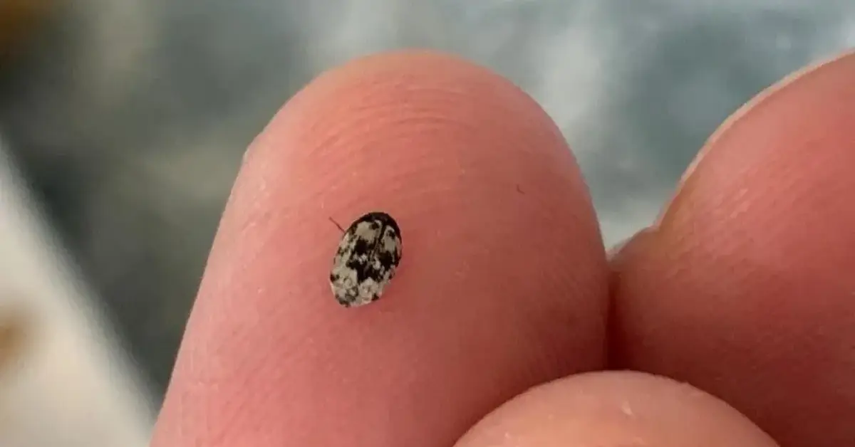 how to get rid of carpet beetles
