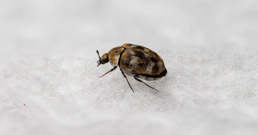 how to get rid of carpet beetles