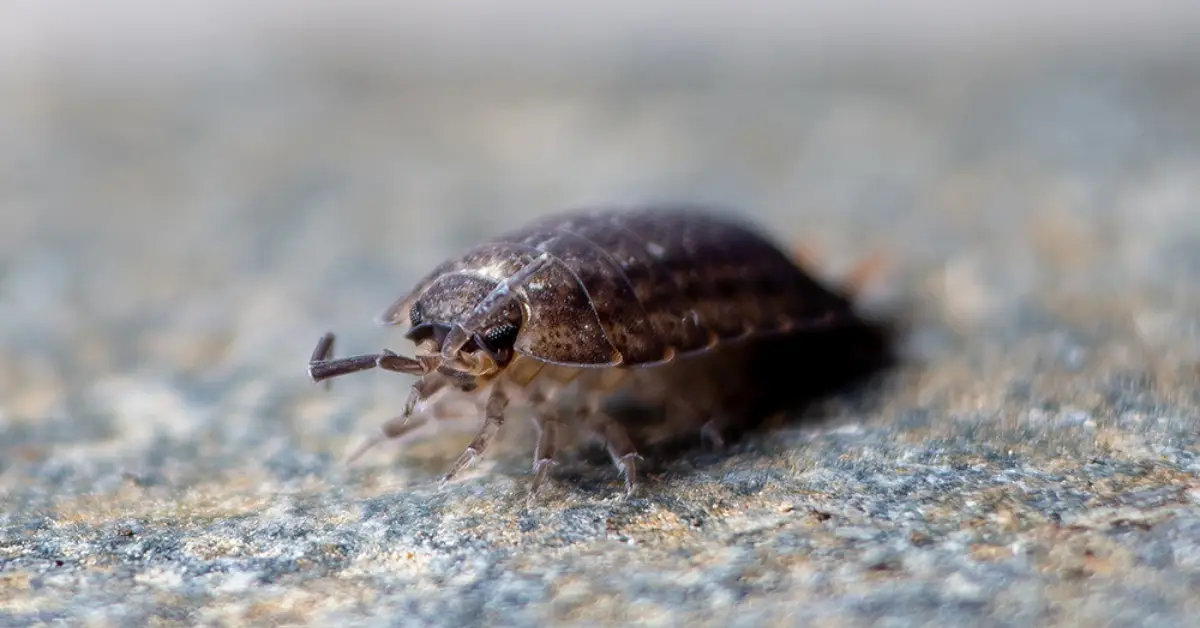 how to get rid of carpet beetles