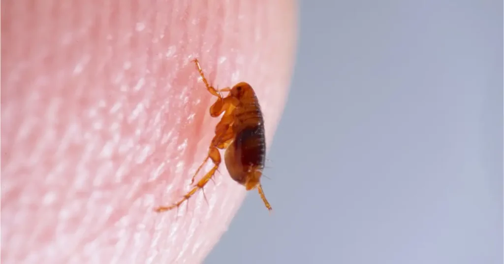 how to get rid of fleas without chemicals
