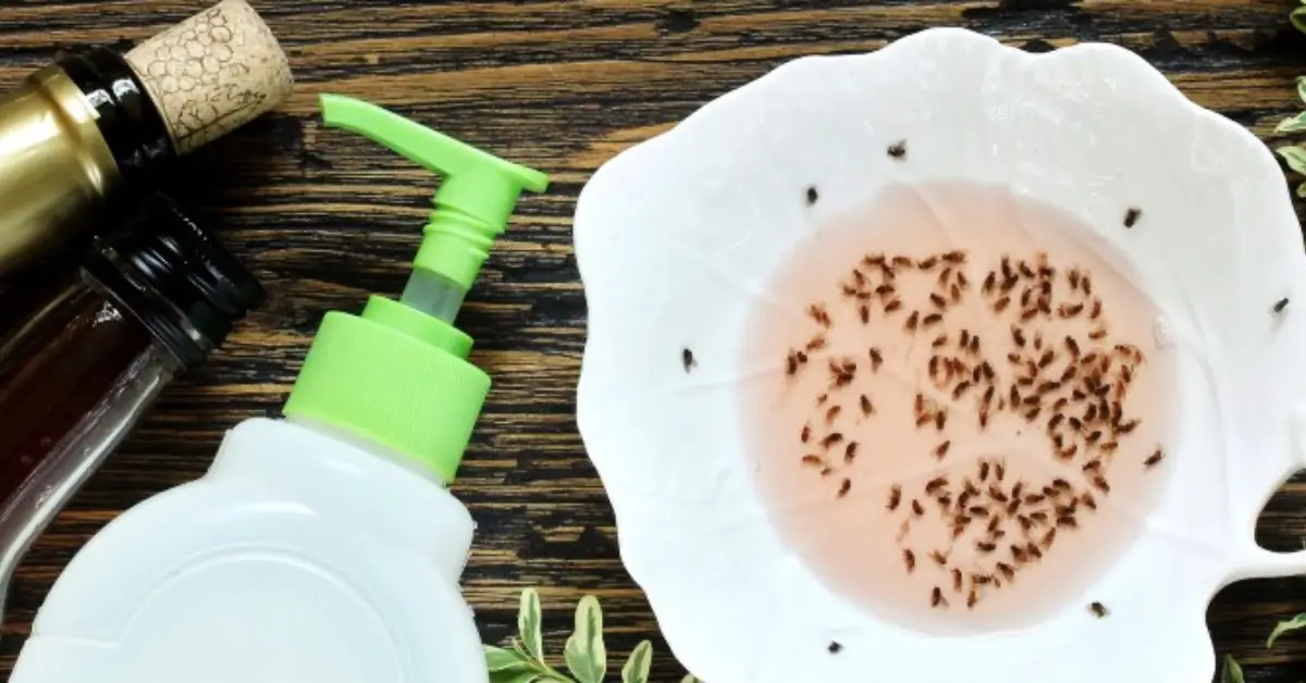 how to get rid of house flies with vinegar