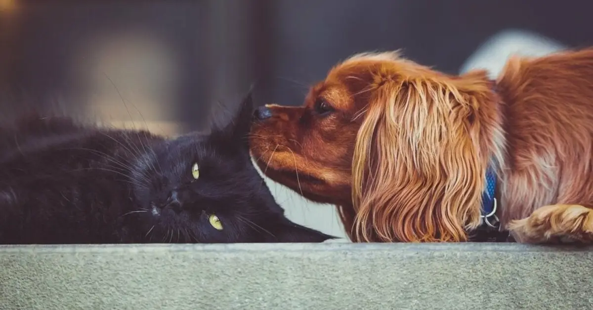 how to get rid of pet smell in house