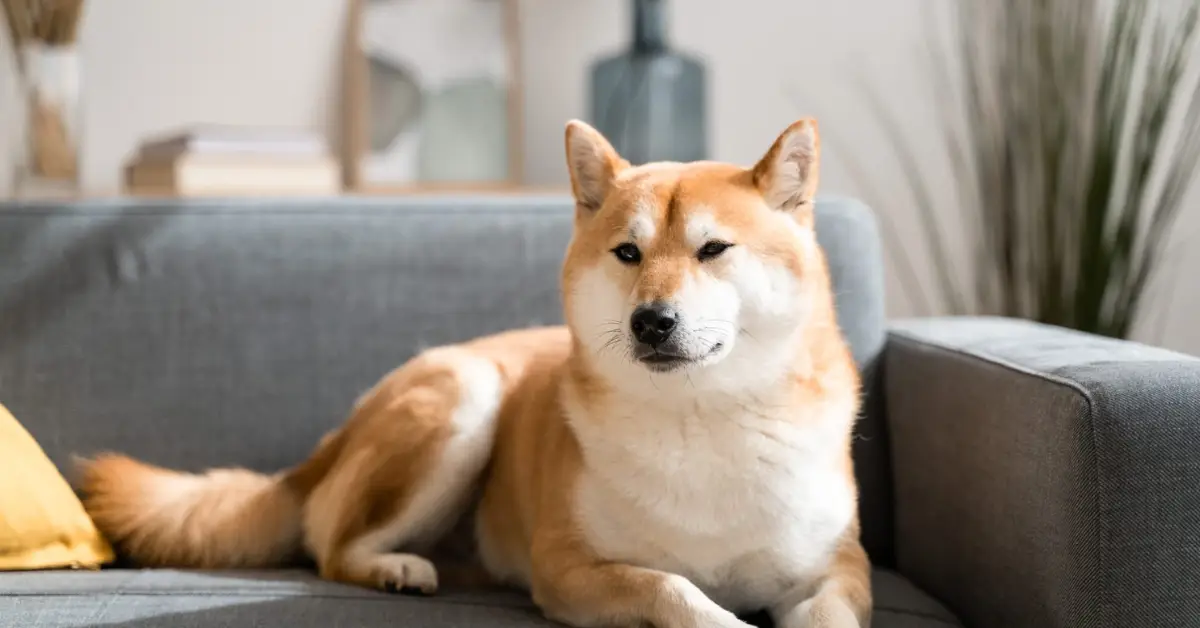how to get rid of pet smell in house