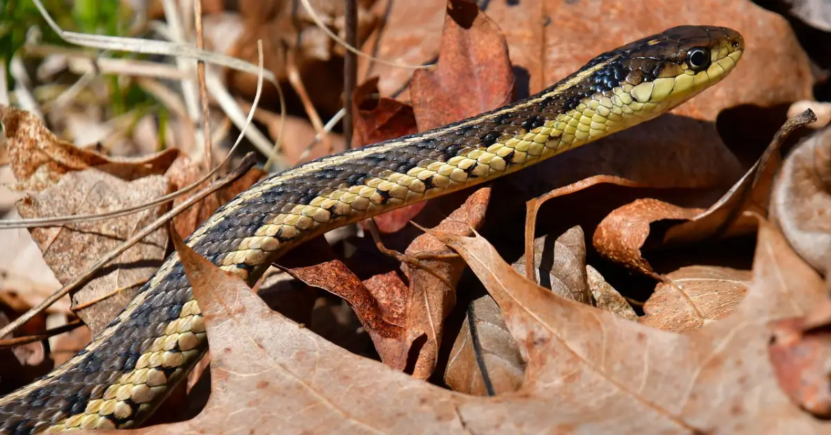 how to identify snake holes