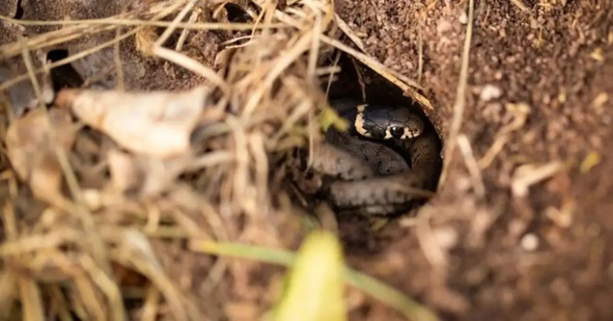 how to identify snake holes