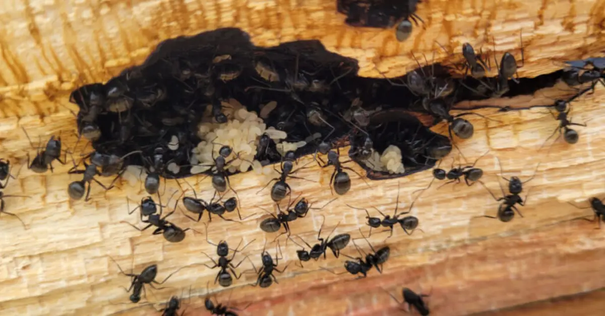 how to kill carpenter ants naturally