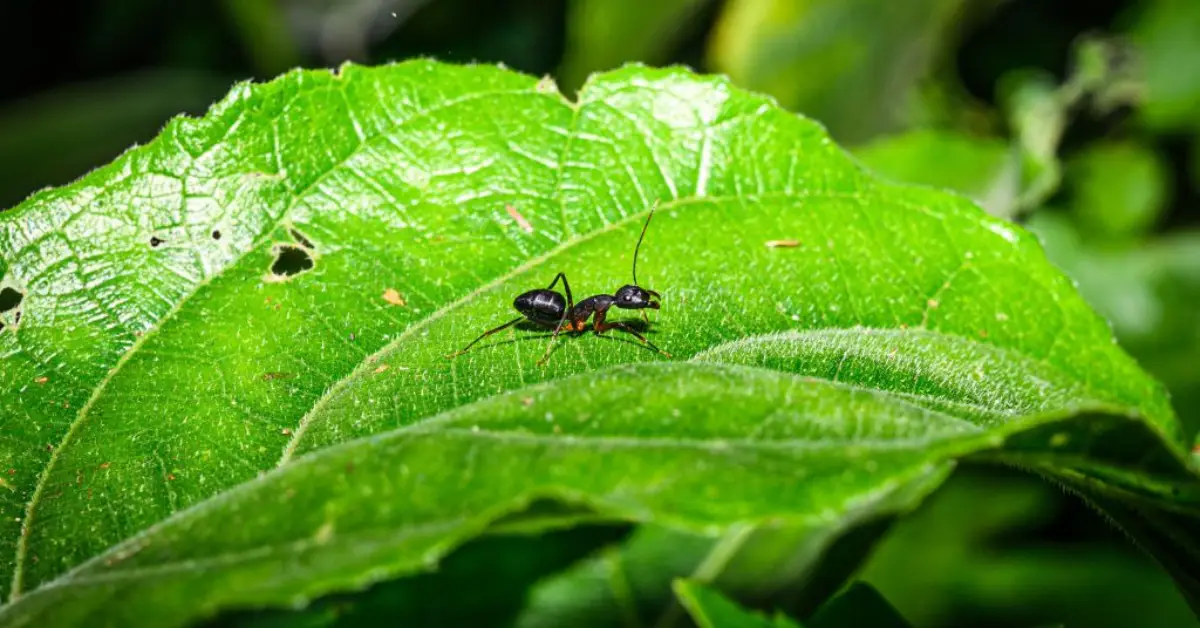 how to kill carpenter ants naturally