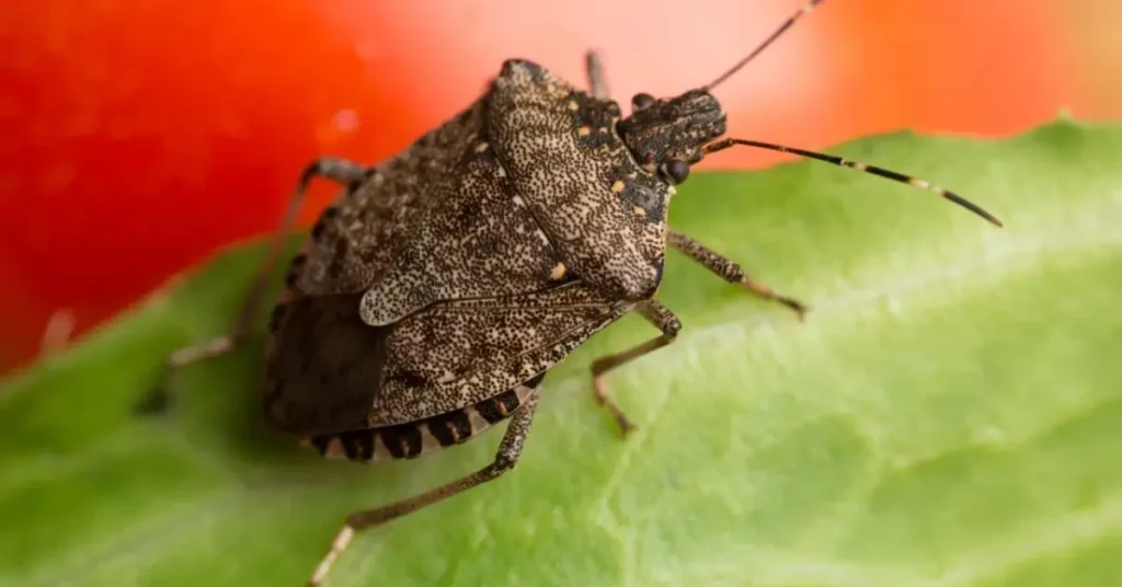 spots in your home attracting bugs