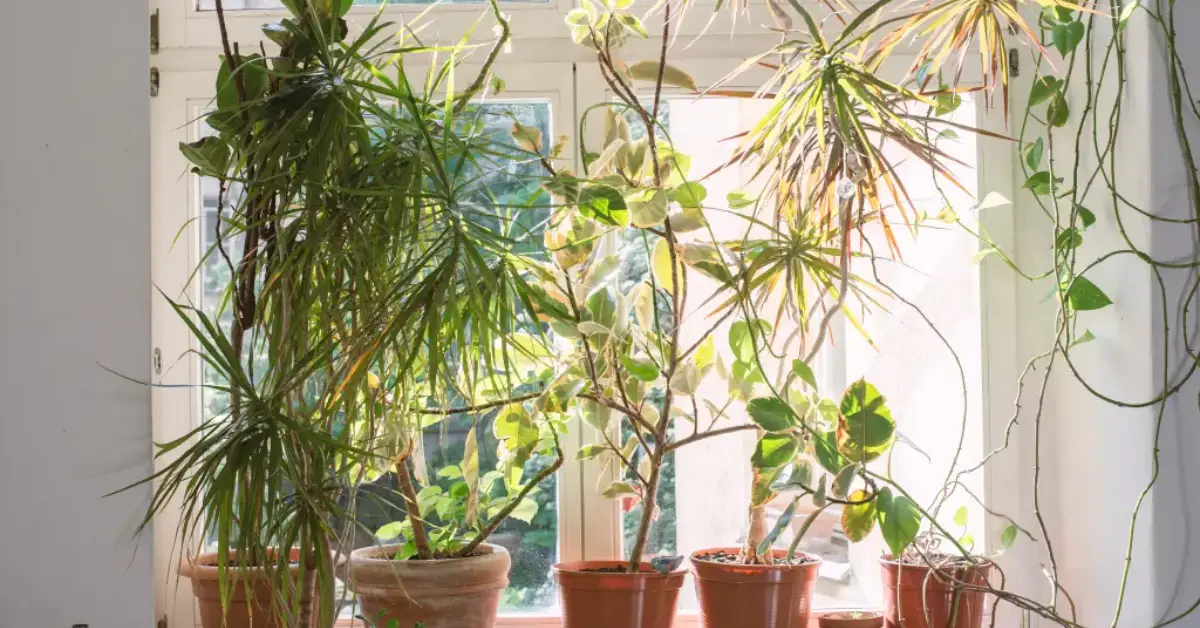 spots in your home attracting bugs