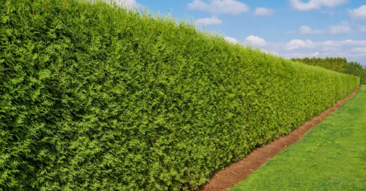 Budget-Friendly Fence Ideas