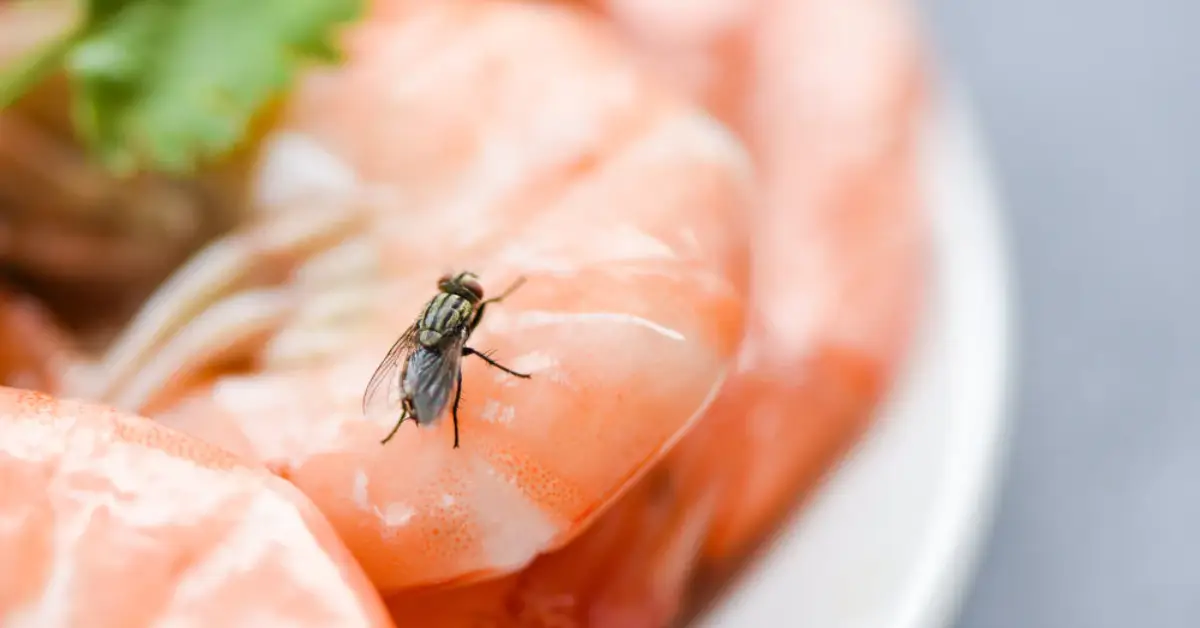 How to get rid of houseflies