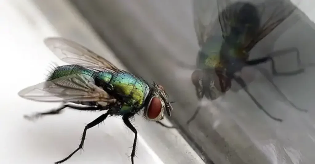 How to get rid of houseflies