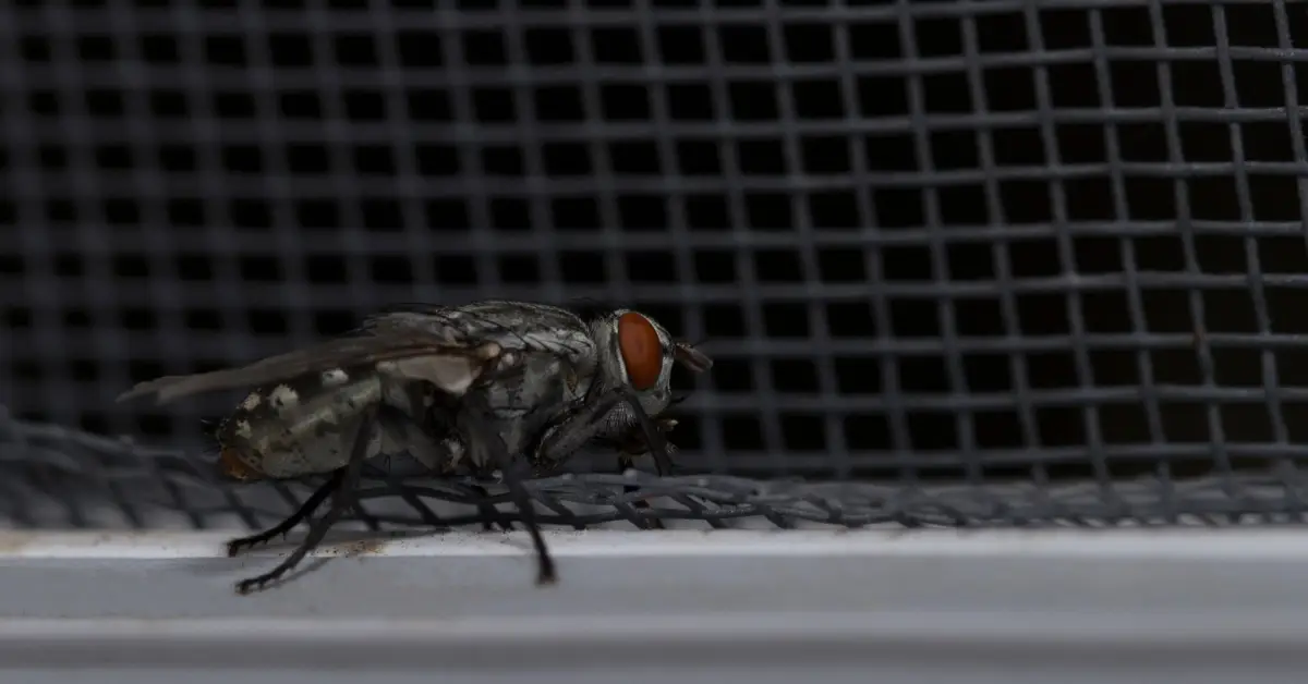 How to get rid of houseflies