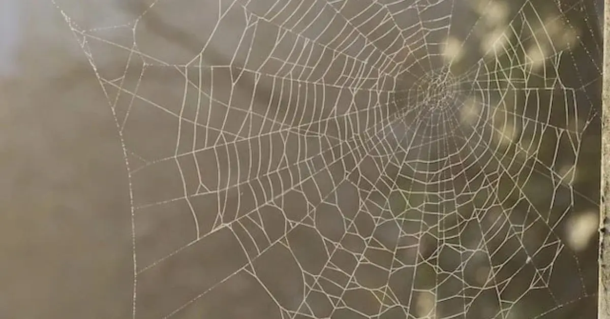Use a Leaf Blower Inside and Outside Your Home