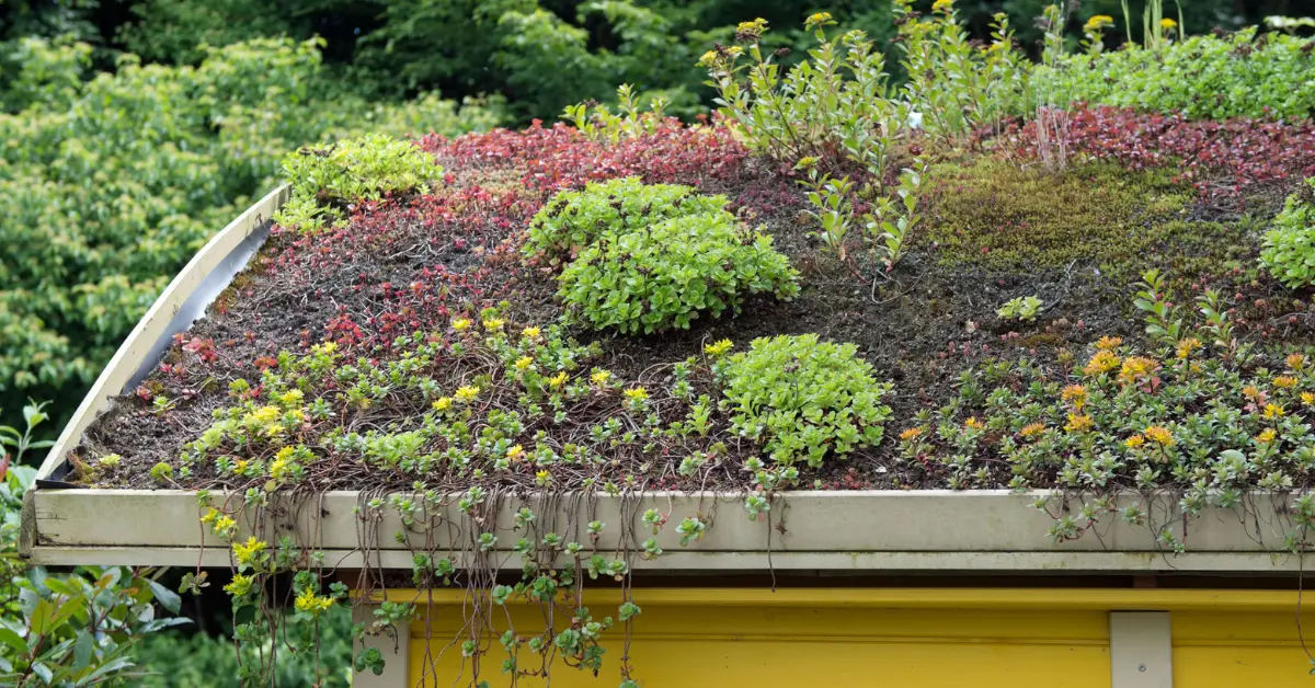 green roof benefits