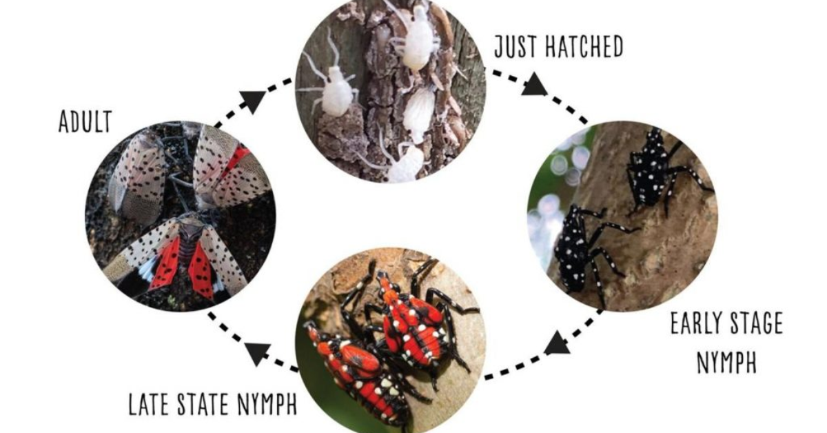 how to get rid of lanternflies