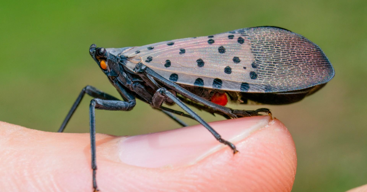 how to get rid of lanternflies