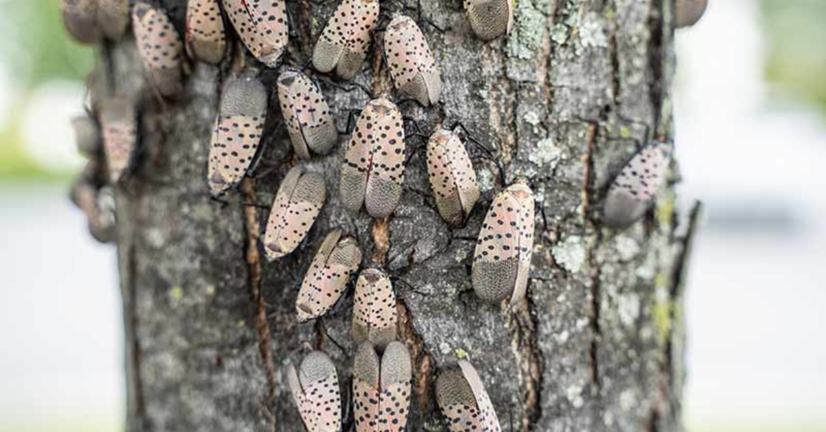how to get rid of lanternflies