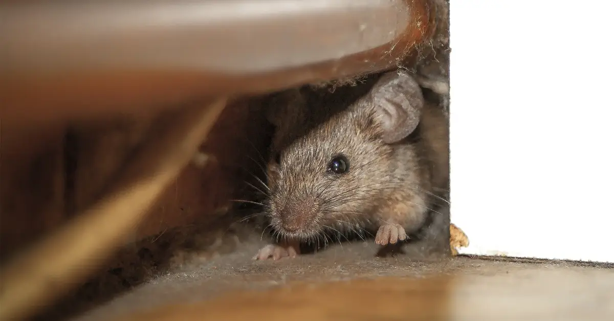 how to know if something died in your wall