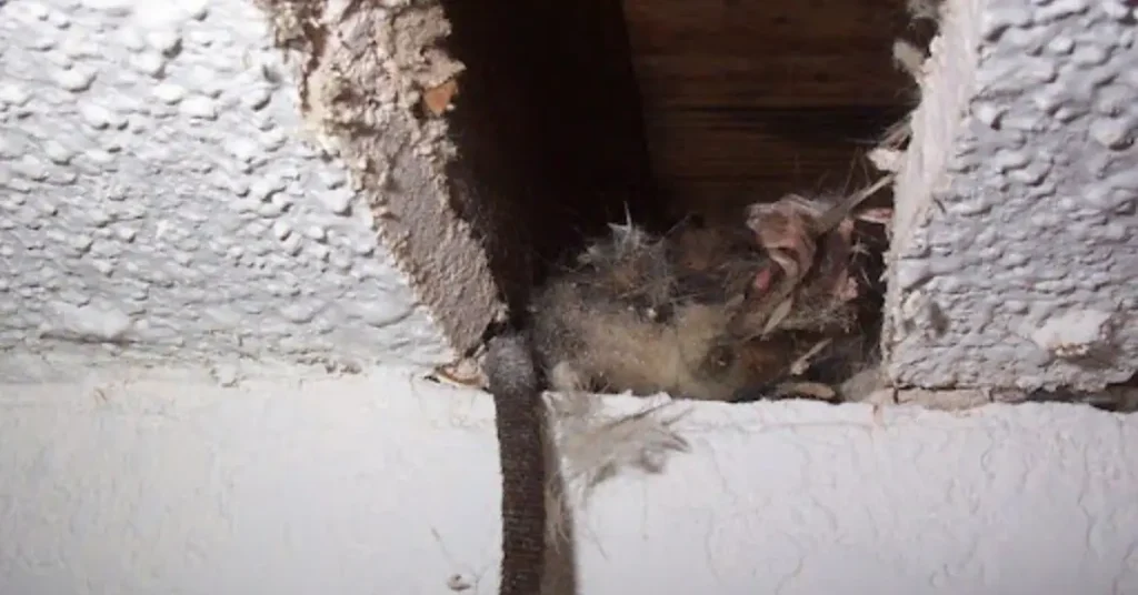 how to know if something died in your wall