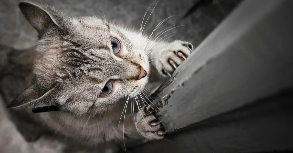 how to know if something died in your wall