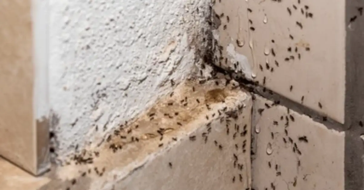 how to know if something died in your wall