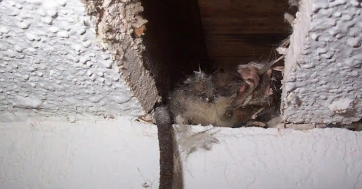 how to know if something died in your wall