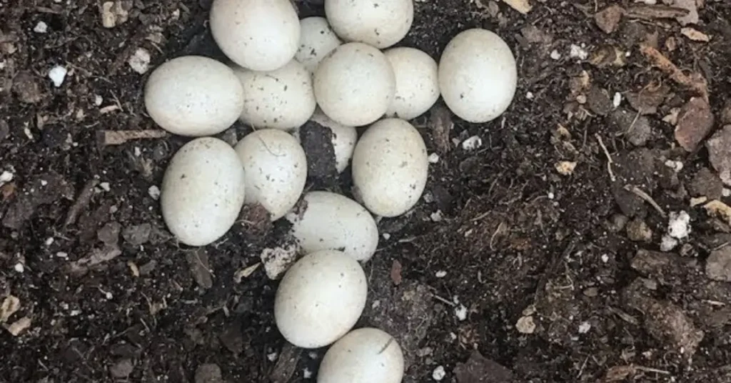 how to locate lizard eggs inside a home