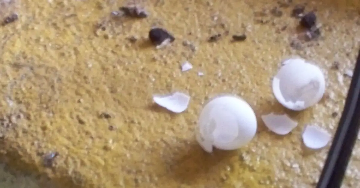 how to locate lizard eggs inside a home