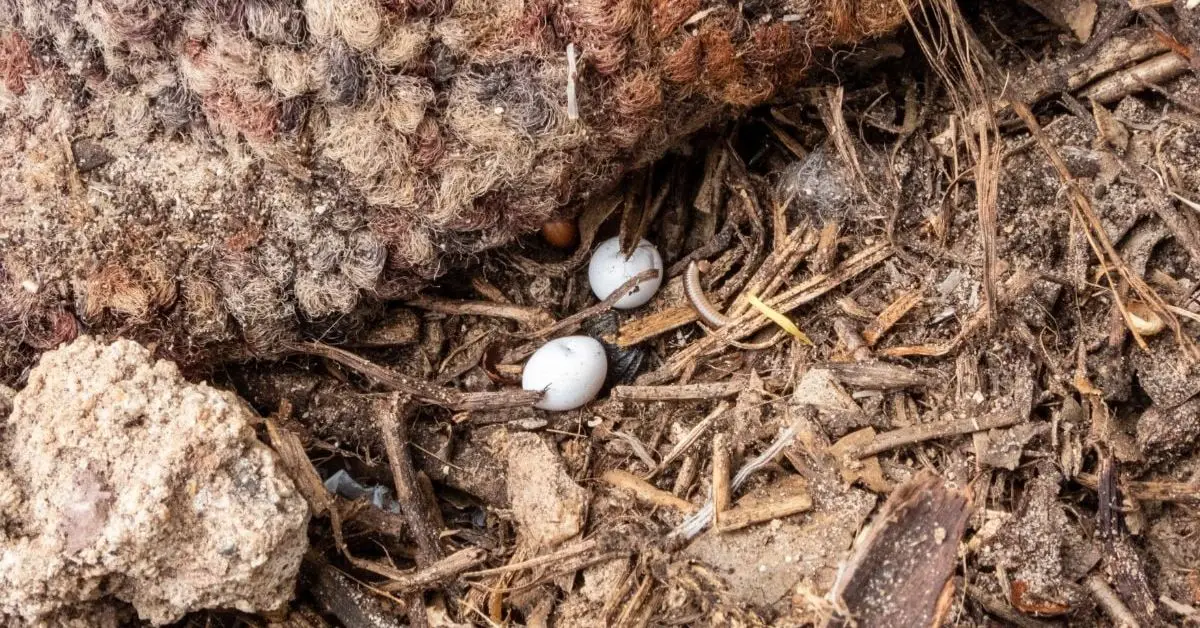 how to locate lizard eggs inside a home