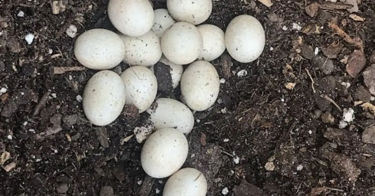 how to locate lizard eggs inside a home