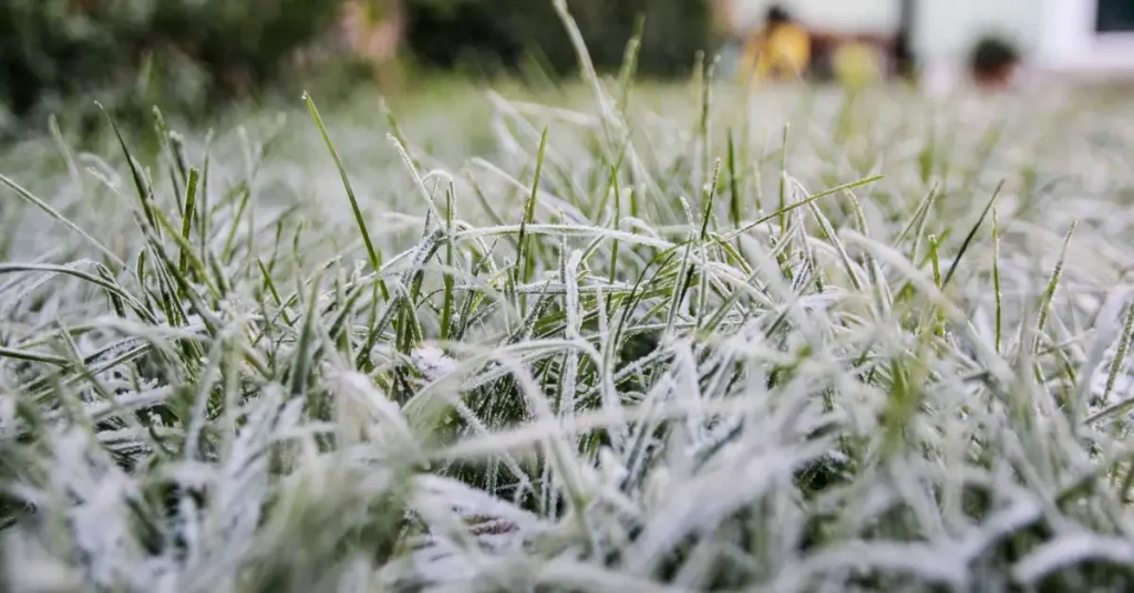how to winterize lawn