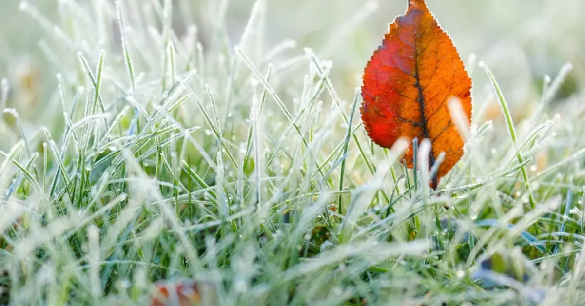 how to winterize lawn