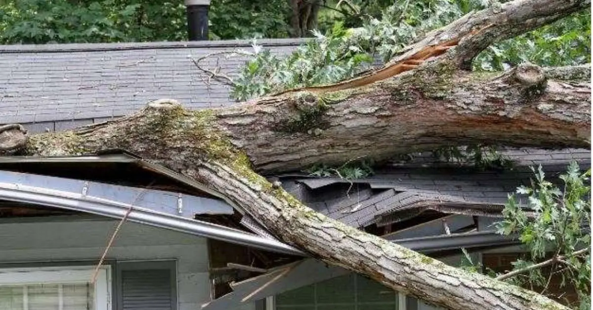 neighbor’s tree fell in my yard who is responsible