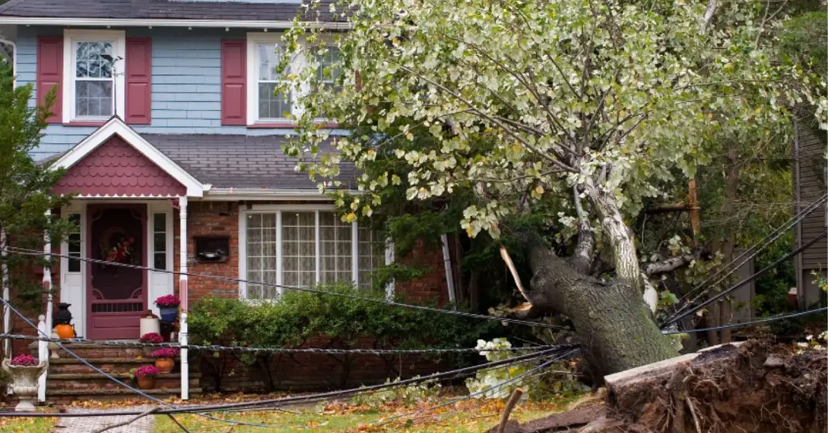 neighbor’s tree fell in my yard who is responsible