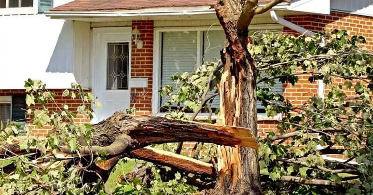 neighbor’s tree fell in my yard who is responsible