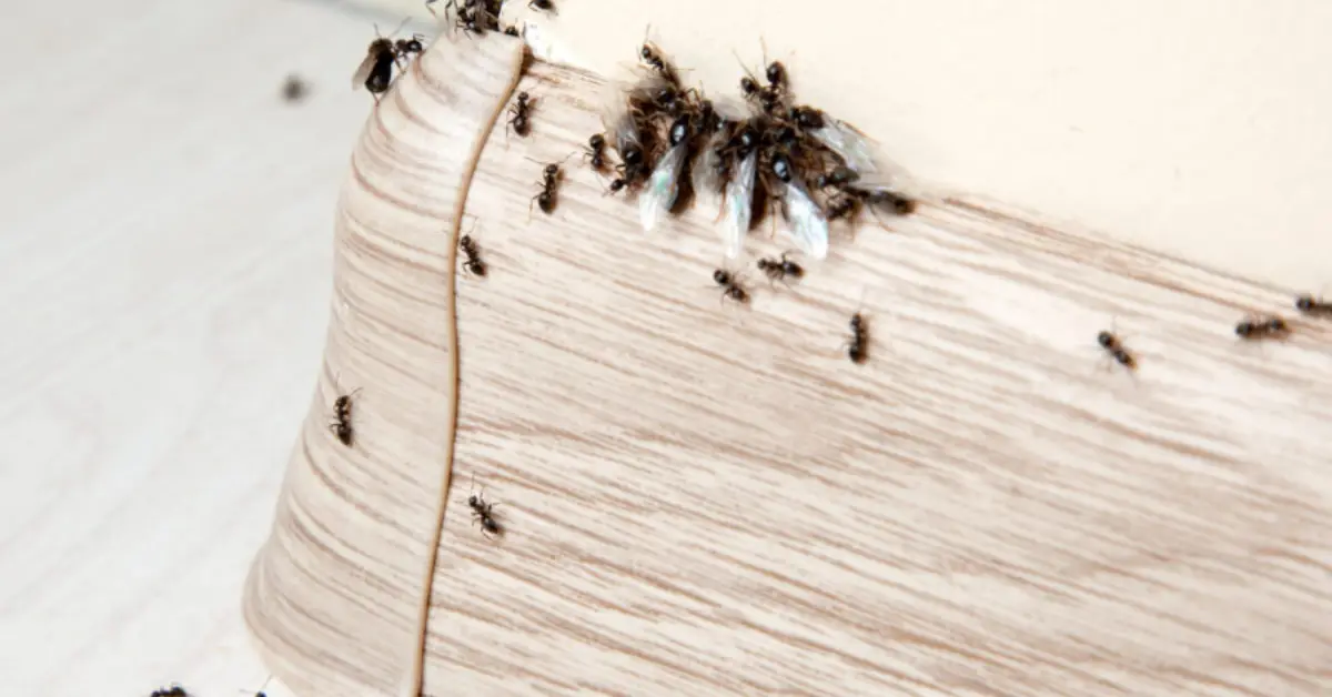 pest control tips for home all year