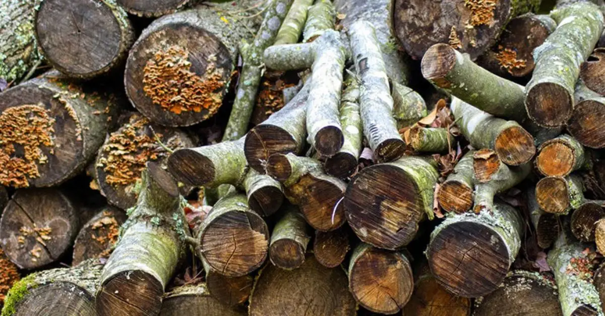 things you should never burn in a fireplace