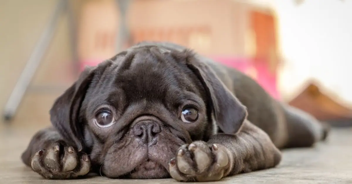 what cleaning products are toxic to pets