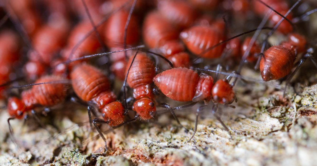 How to Termite-Proof Your Home